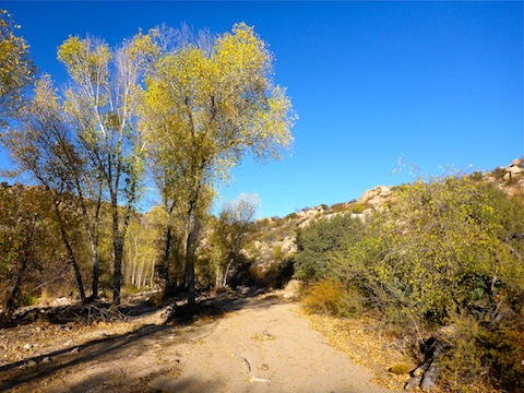 Cherry Creek: Walking on sand beats walking on ankle breaker rocks any day. I was surprised to find fall color in several washes.