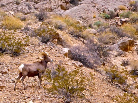 Bighorn Sheep ram