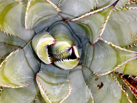 I only recall seeing one flower on the hike, so I took this arty century plant shot instead.