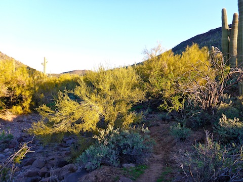 Heading up the rocky wash on Black Mountain's west slope.