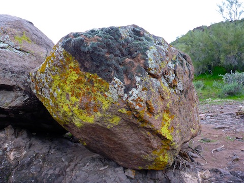 There's at least four different types of lichen on this boulder.