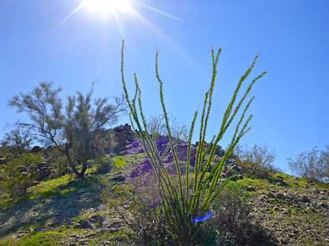 I love the way the sun lit up the grass and ocotillo on the slope of Williams Benchmark.