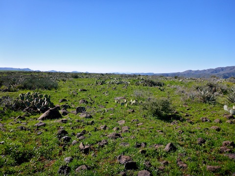 Heading south across Bum Mesa, towards the Bum Benchmark.