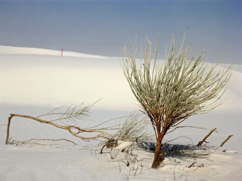 One of the few plants I found on a dune top.