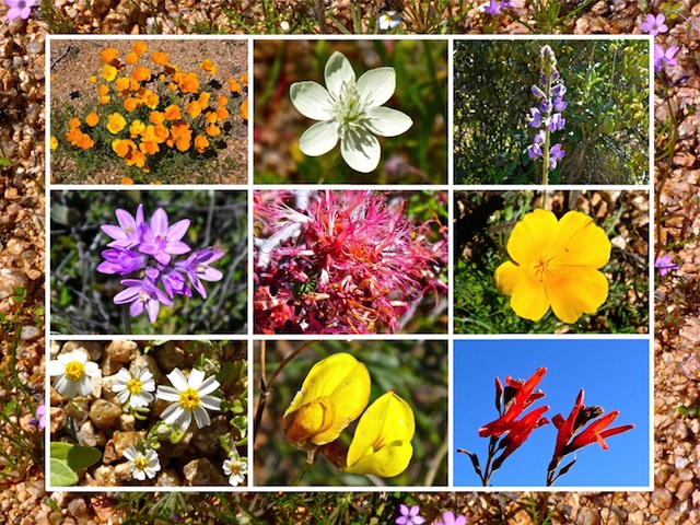 Ten different flowers in this collage, including Mexican Gold Poppy, lupine and fairy duster.