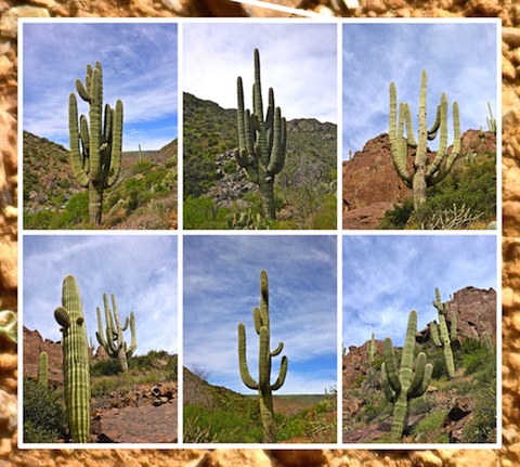 A few of the many saguaro along Cave Creek.