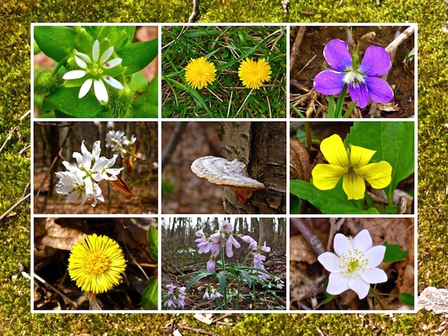 Eight more species of flowers than I have ever before spotted on the Appalachian Trail.