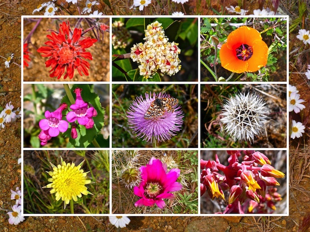 Ten of the more than two dozen flower species I photographed. (Watch the video, below!)