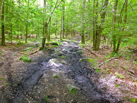 Blue blaze trail torn up by OHVs. This one of the less boggy examples.