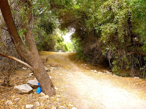 The lush area just east of 7th St. It was a pleasant shock this was the only left behind dog doo bag I saw all day.