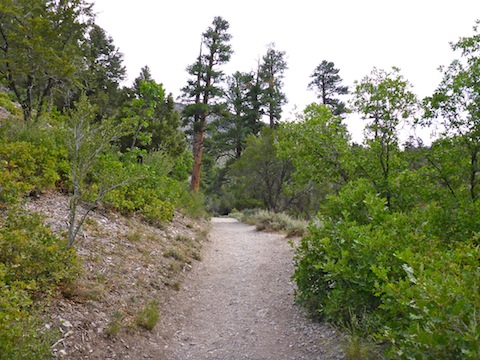 Fletcher Canyon Trail was mostly wide & smooth.