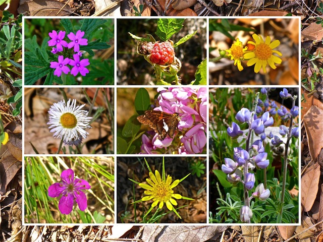 Tanner Peak Flowers ... Top Row: spreading phlox, red raspberry, {unknown} ... Middle Row: fleabane, New Mexico locust, silvery lupine ... Bottom Row: pineywoods geranium, yellow salsify.