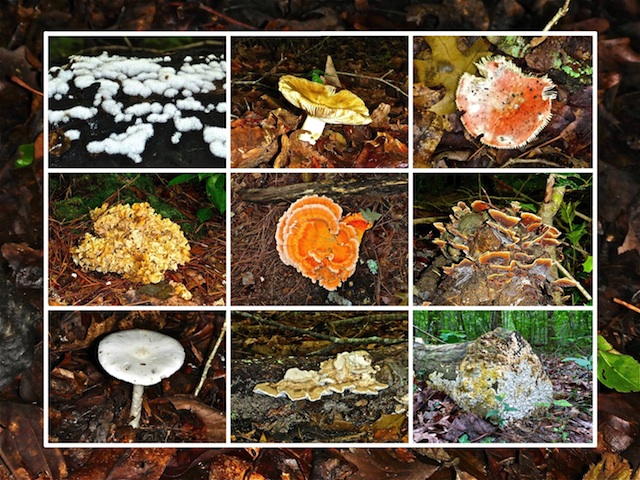 There were a wide variety of molds and mushrooms between Campbell Creek and the Cape Fear River.
