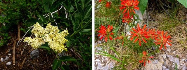 Some rare Fletcher Canyon color: western blue elder (left) and paintbrush of unknown species (right).