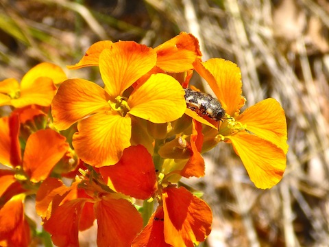 No idea what this flower or critter is, but I like this shot. (I missed the part where they were making baby bugs.) 😉