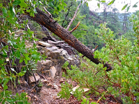 One of the smaller fallen logs on the Pine Canyon Trail switchbacks down the Mogollon Rim.