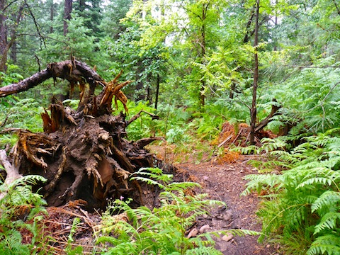 The bottom of Pine Canyon is extremely lush.