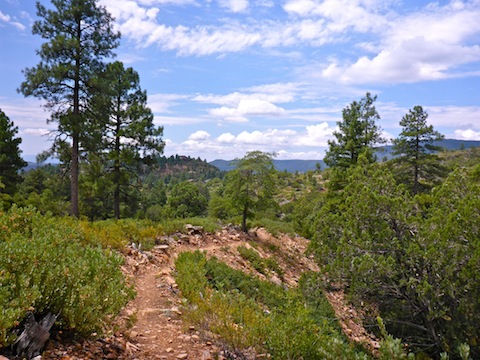 18" high Manaznita fill the old controlled burn area on Pine's northern edge.