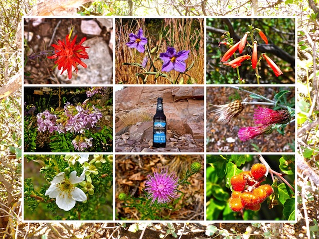 Not a whole lot of flowers on the Black Hills Loop, but just enough for a collage if I throw in a trail beer.