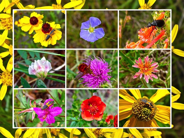 Lots of bugs in this hike's flower collage. Can you spot them all?