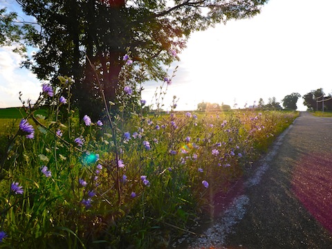 Roadside flowers on Sumac Road. I love the way the morning sun shines through the blue flowers, which I believe are chicory.