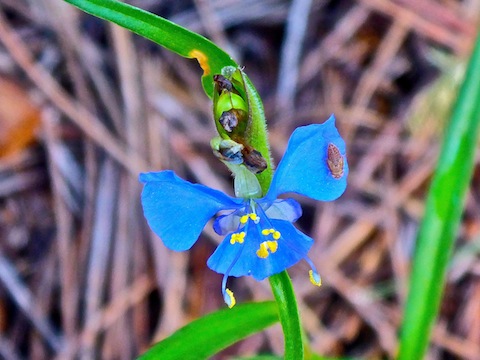 The bluest flower I've ever seen.