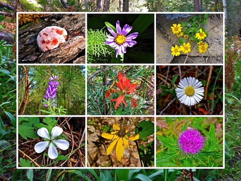 There's very few flowers on this hike, and this is just about all of them. I especially like the jelly nougat mold (upper left).