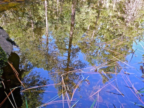 I initially stopped to photograph some water bugs, then noticed the beautiful reflection.
