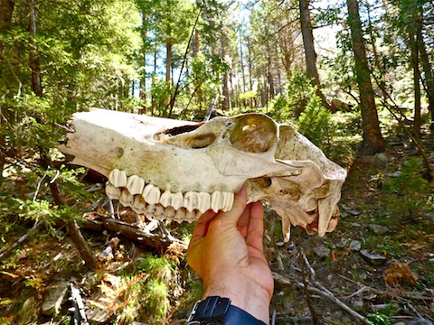 Nearly intact female elk skull. This baby is going on the castle wall.