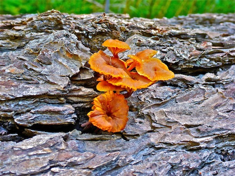 I named this mushroom the Culus Boletus (asshole mushroom).