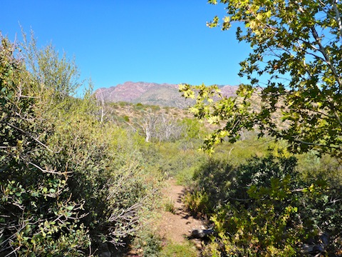 Lots of cat claw lining Deer Creek Trail #45.