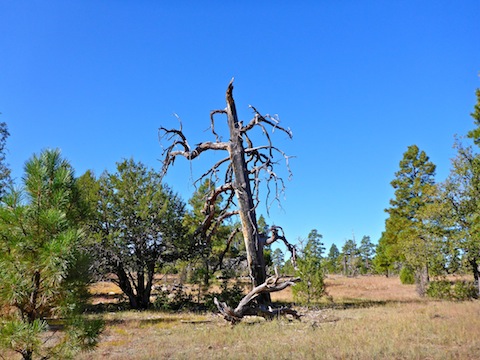 Anderson Mesa was a bit exposed, but it's only 10% of the hike.