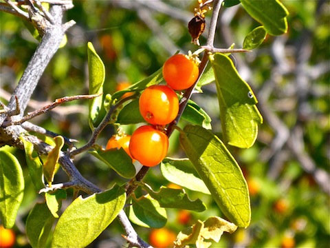 These berries were about the only color on the hike.