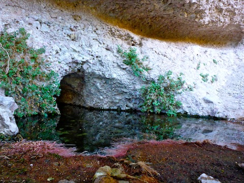 Hackberry Spring flows right out of the cliff. Note the odd color of the surrounding vegetation.