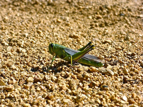 Jiminy faced me when I asked for his autograph.