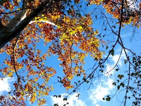 Lots of fall color along the Potomac River.