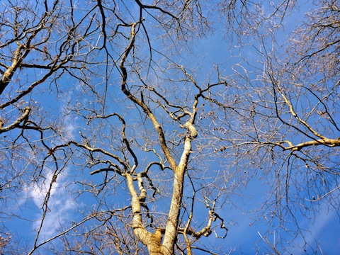 Arty vertical photo of some barren tree branches. I was too late for much fall color.