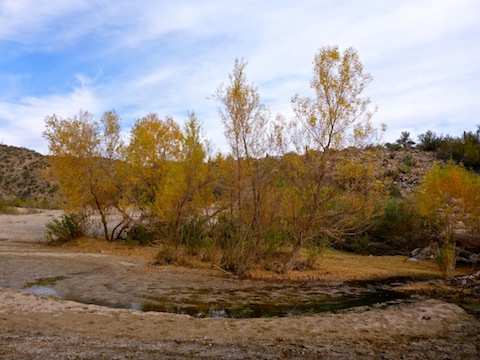 Fall color on the Santa Maria River.