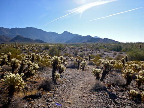 Cholla! Cholla everywhere!