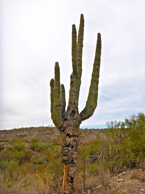 This saguaro looks like it was in "The Wild Bunch".