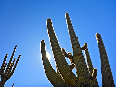 There's more beautiful saguaro in the Cave Creek / Spur Cross / Seven Springs area than you can shake a stick at.