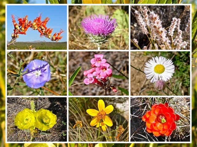 Top Row: ocotillo, New Mexico Thistle and ???. Middle Row: No clue. Bottom Row: Prickly Pear, ??? and Claret Cup Cactus.
