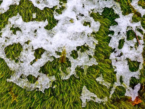 Ice crust-covered moss.