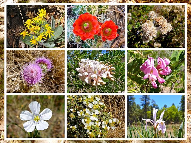 This week's flower collage, almost all found on Woodchute Trail #102.