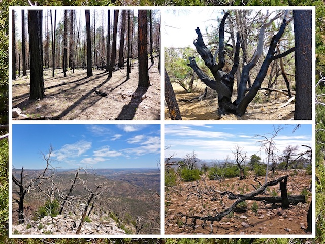 Fire damage. Clockwise from top left: Between the second wash and the indian ruins; charred tree in the center of the mesa; approaching Photo OP 4; and the view from Photo OP 2.
