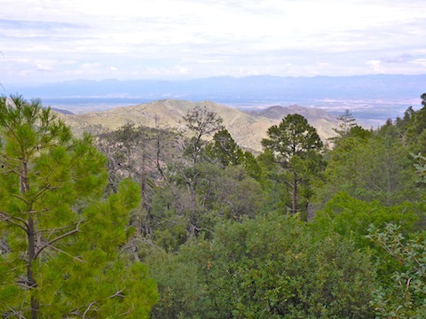 Looking across Maverick Spring, towards the San Pedro River valley and the Galiuro Mountains.