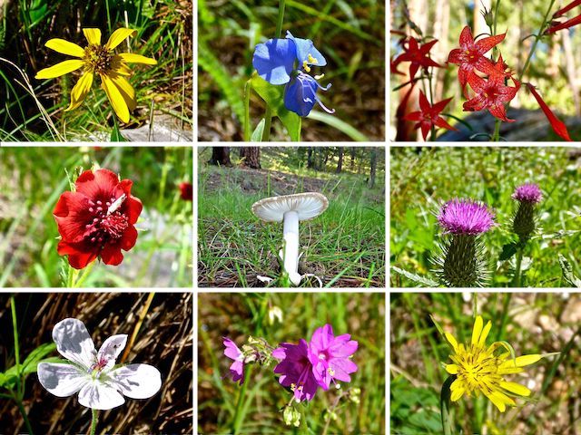 Middle Miller Canyon flower (and mushroom) collage. The yellow, and especially blue, flower was most common. I don't recall ever having seen either of the red flowers before.