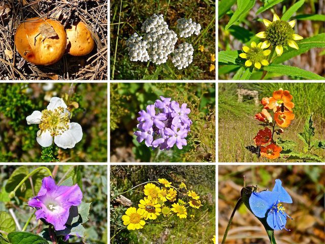 Prescott Circle Trail flower collage.