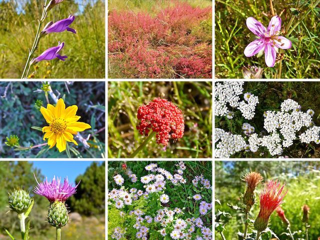This week's #flowerporn: The red ferns (top middle) were common and natural, not retardant from the Goodwin Fire. I only saw two instances of the red cluster flower (middle). I don't recall seeing that anywhere before. The western yarrow (middle right) and fleabane daisy (bottom middle) were everywhere.