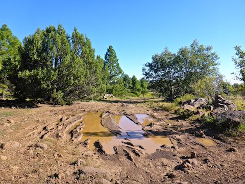 Mud bogs are common on Big Bug Mesa's jeep trails.